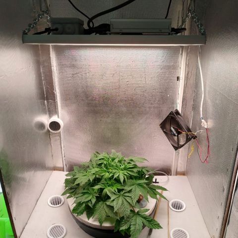 Gorilla Zkittlez growlog timeline photo