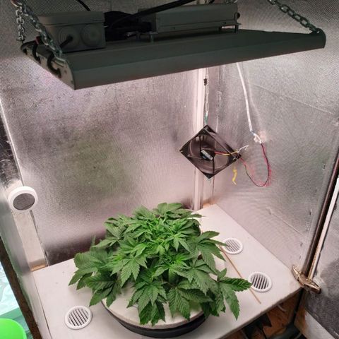 Gorilla Zkittlez growlog timeline photo