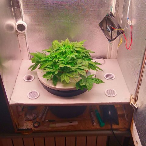 Gorilla Zkittlez growlog timeline photo