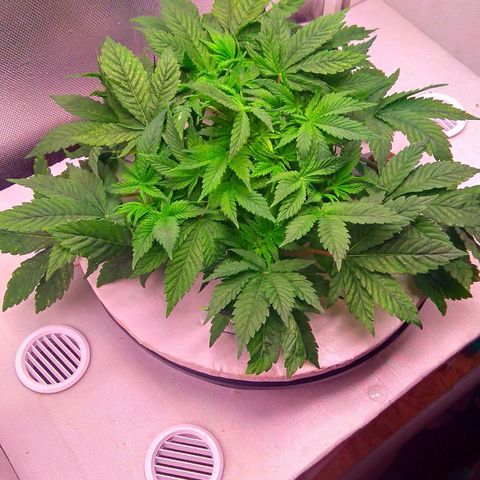 Gorilla Zkittlez growlog timeline photo