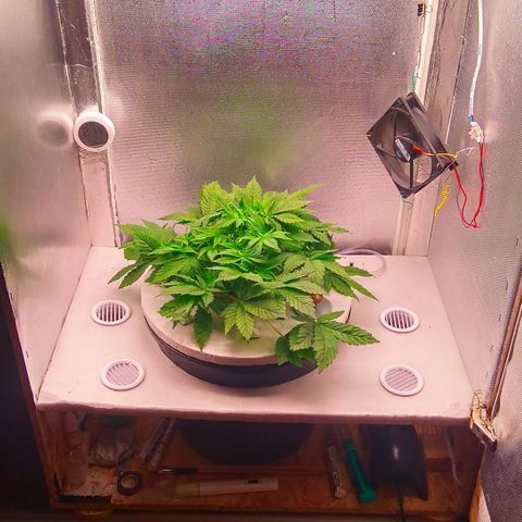 Gorilla Zkittlez growlog timeline photo
