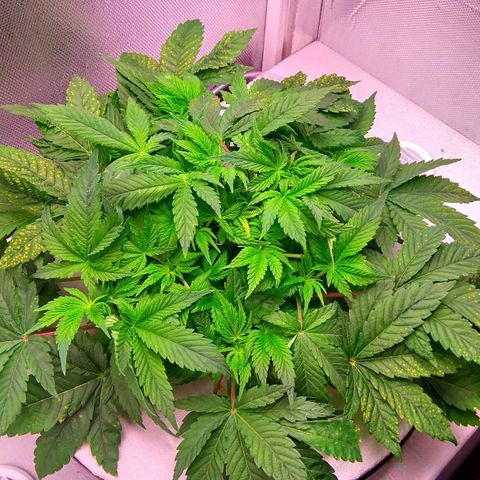 Gorilla Zkittlez growlog timeline photo
