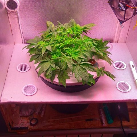 Gorilla Zkittlez growlog timeline photo