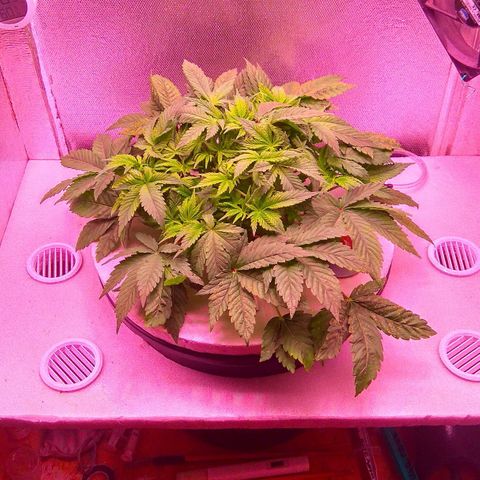 Gorilla Zkittlez growlog timeline photo