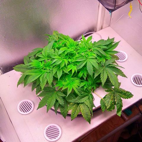 Gorilla Zkittlez growlog timeline photo