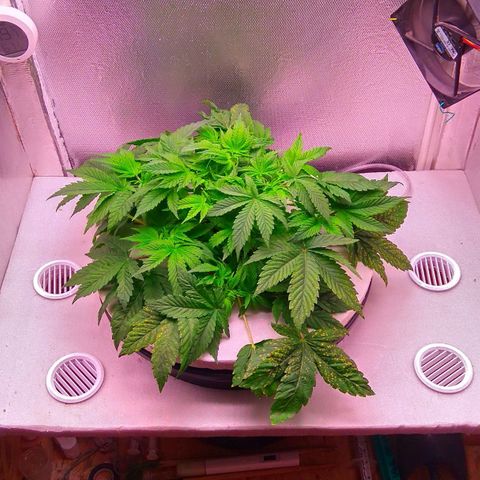 Gorilla Zkittlez growlog timeline photo