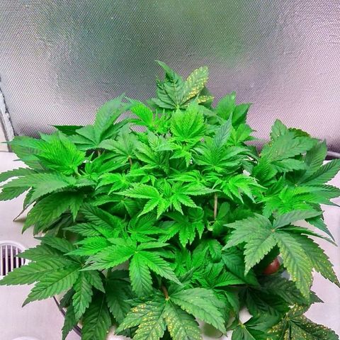 Gorilla Zkittlez growlog timeline photo