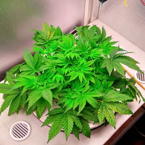 Gorilla Zkittlez growlog timeline photo