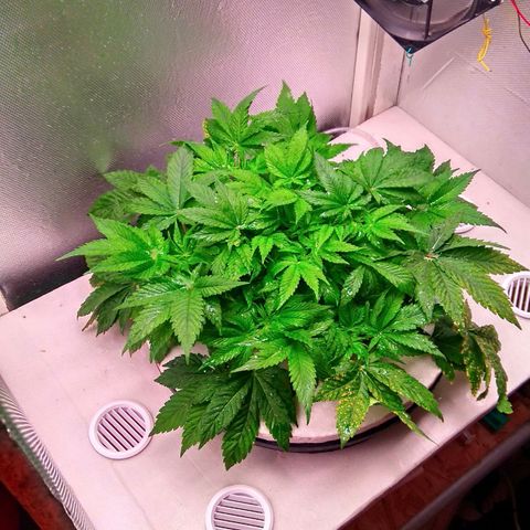 Gorilla Zkittlez growlog timeline photo