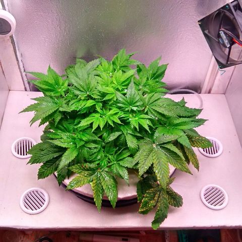 Gorilla Zkittlez growlog timeline photo