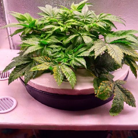 Gorilla Zkittlez growlog timeline photo