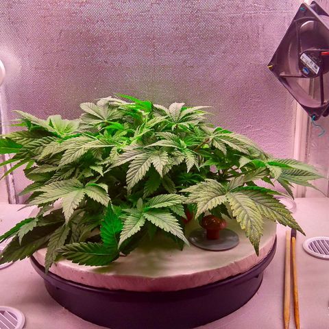 Gorilla Zkittlez growlog timeline photo