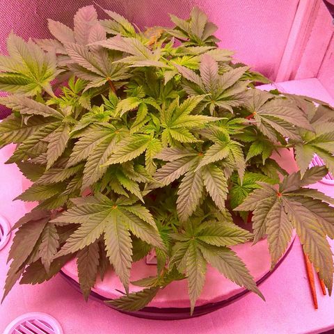 Gorilla Zkittlez growlog timeline photo