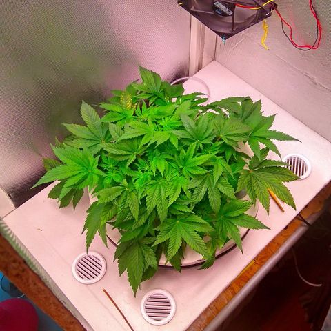 Gorilla Zkittlez growlog timeline photo