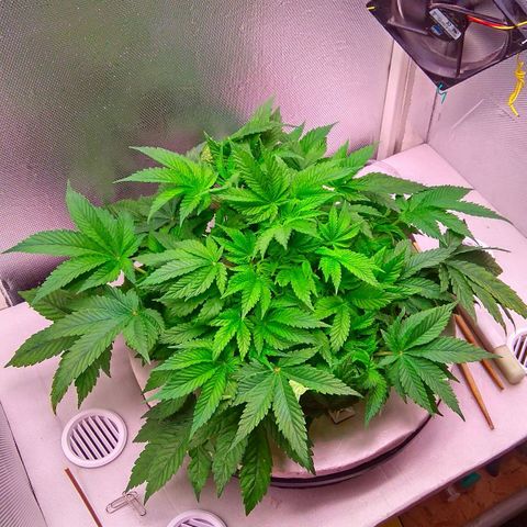 Gorilla Zkittlez growlog timeline photo