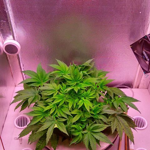 Gorilla Zkittlez growlog timeline photo
