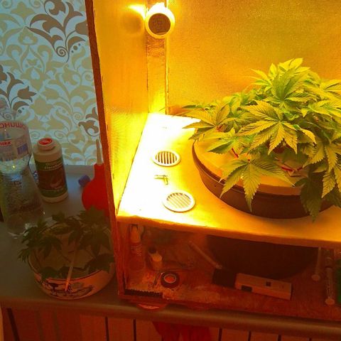 Gorilla Zkittlez growlog timeline photo