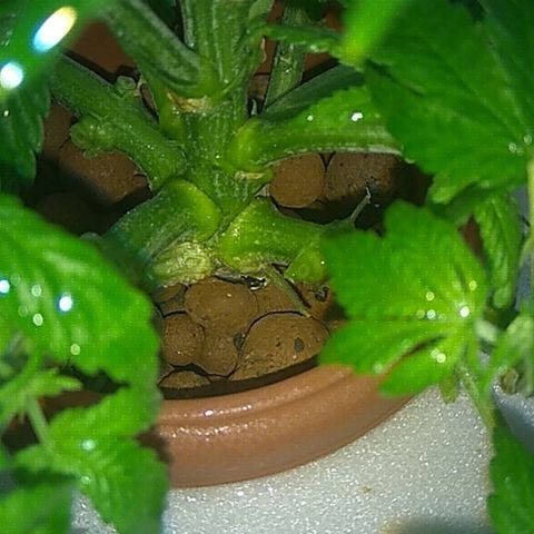 Gorilla Zkittlez growlog timeline photo