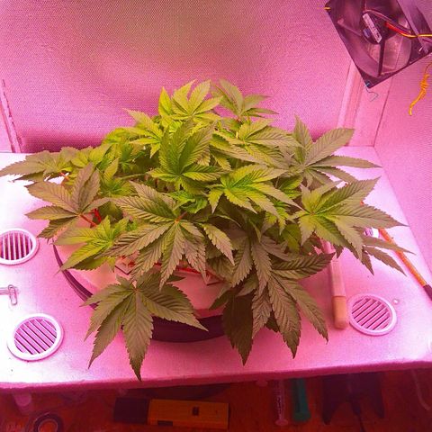 Gorilla Zkittlez growlog timeline photo