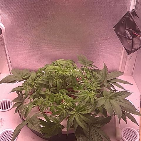 Gorilla Zkittlez growlog timeline photo