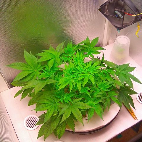 Gorilla Zkittlez growlog timeline photo