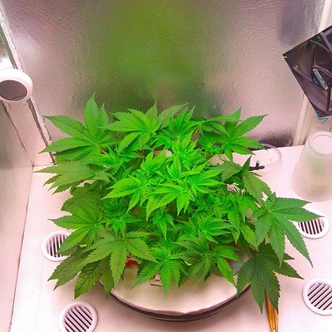 Gorilla Zkittlez growlog timeline photo