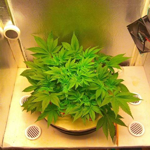 Gorilla Zkittlez growlog timeline photo