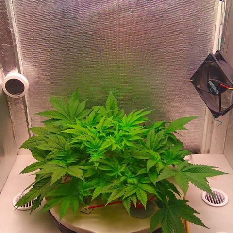 Gorilla Zkittlez growlog timeline photo