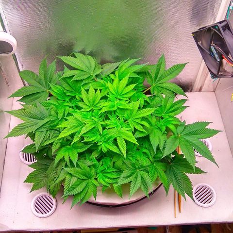 Gorilla Zkittlez growlog timeline photo