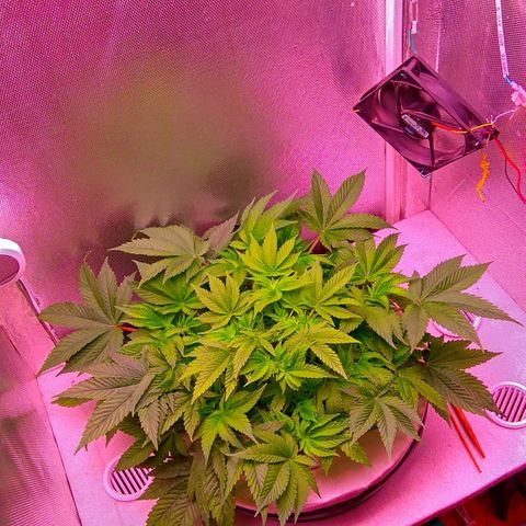 Gorilla Zkittlez growlog timeline photo