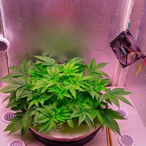 Gorilla Zkittlez growlog timeline photo