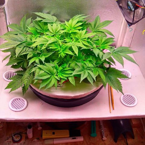 Gorilla Zkittlez growlog timeline photo