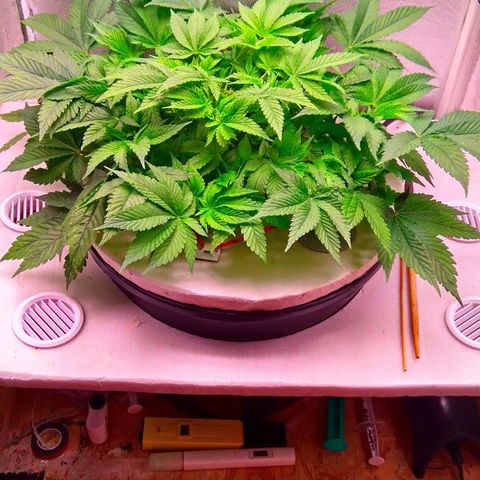 Gorilla Zkittlez growlog timeline photo
