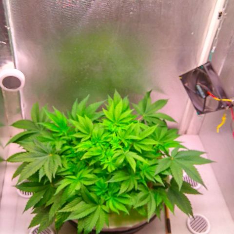 Gorilla Zkittlez growlog timeline photo