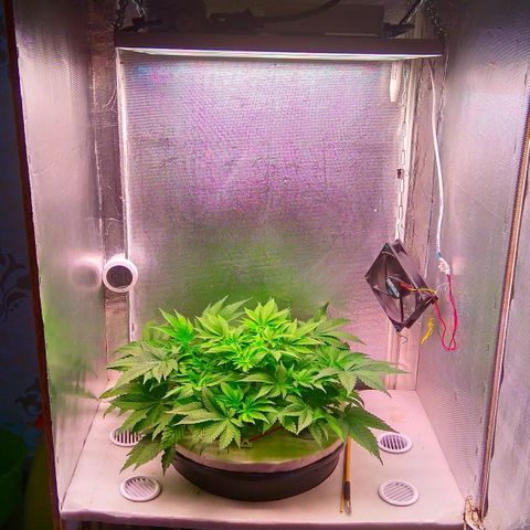Gorilla Zkittlez growlog timeline photo