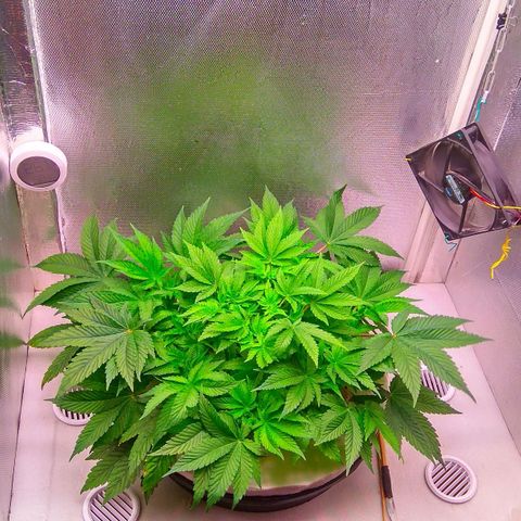 Gorilla Zkittlez growlog timeline photo