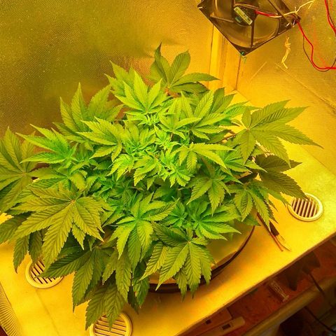 Gorilla Zkittlez growlog timeline photo