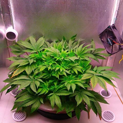 Gorilla Zkittlez growlog timeline photo