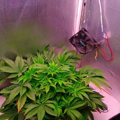 Gorilla Zkittlez growlog timeline photo