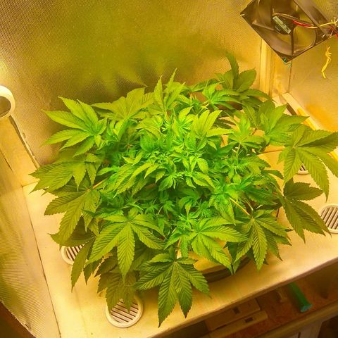 Gorilla Zkittlez growlog timeline photo