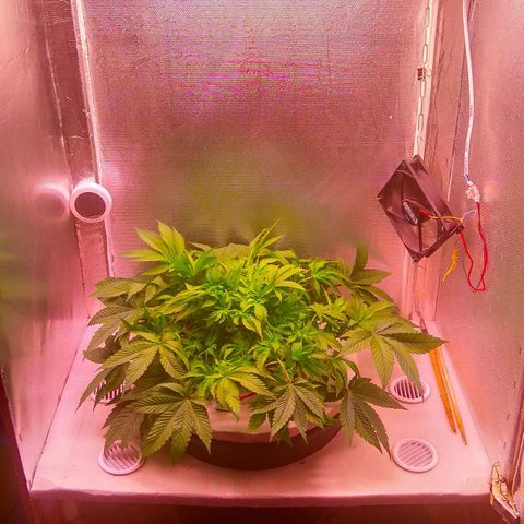 Gorilla Zkittlez growlog timeline photo