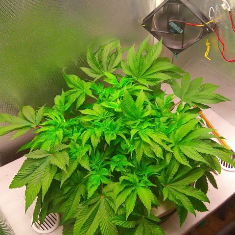 Gorilla Zkittlez growlog timeline photo