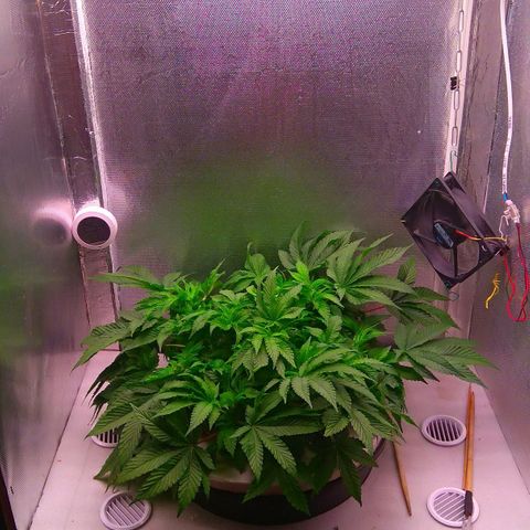 Gorilla Zkittlez growlog timeline photo