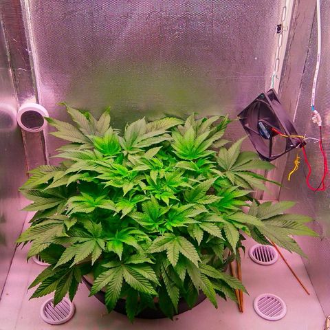 Gorilla Zkittlez growlog timeline photo
