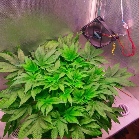 Gorilla Zkittlez growlog timeline photo