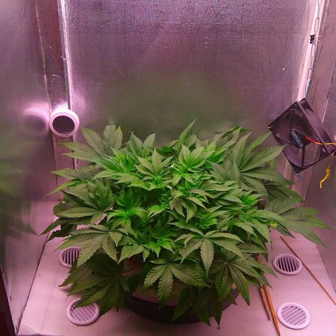 Gorilla Zkittlez growlog timeline photo