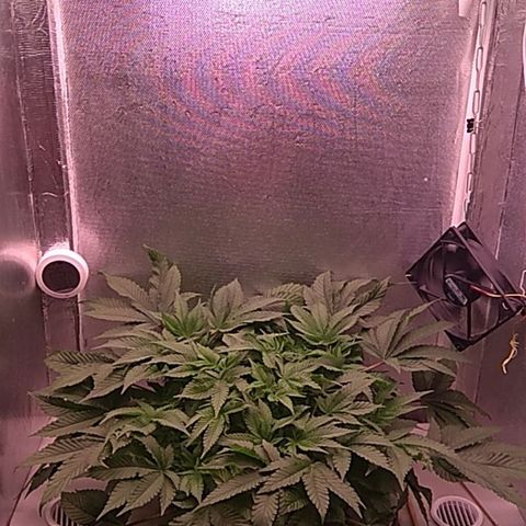 Gorilla Zkittlez growlog timeline photo