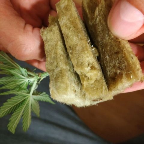Gorilla Zkittlez growlog timeline photo