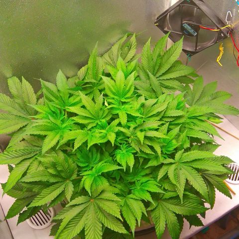 Gorilla Zkittlez growlog timeline photo