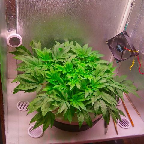 Gorilla Zkittlez growlog timeline photo